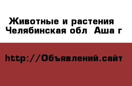  Животные и растения. Челябинская обл.,Аша г.